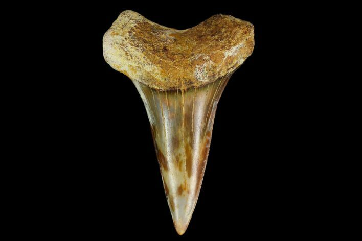 Colorful Mako/White Shark Tooth Fossil - Sharktooth Hill, CA #113943